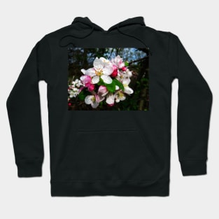 Dew Sprinkled Crabapple Blossoms Hoodie